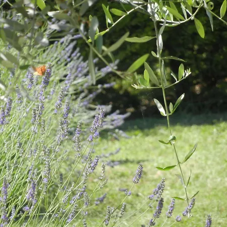 فندق مبيت وإفطار Primavera